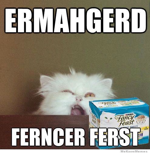 Ermahgerd cat meme full size
