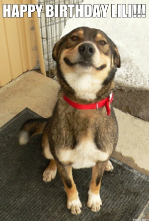 Funny dog memes 474X701 jpeg