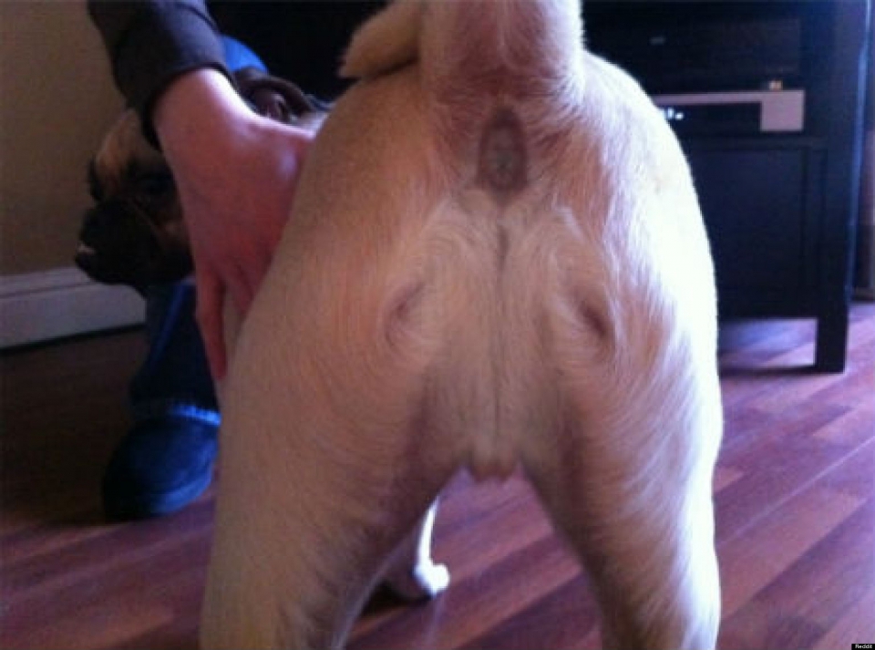 Jesus dogs ass looks like full size