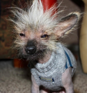 World s ugliest dog contest 958X1024 jpeg