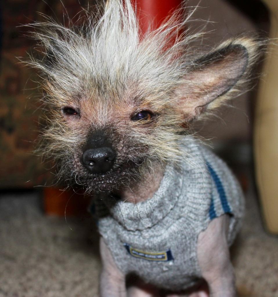 World s ugliest dog contest full size