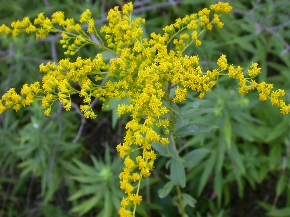 Ragweed and goldenrod full size