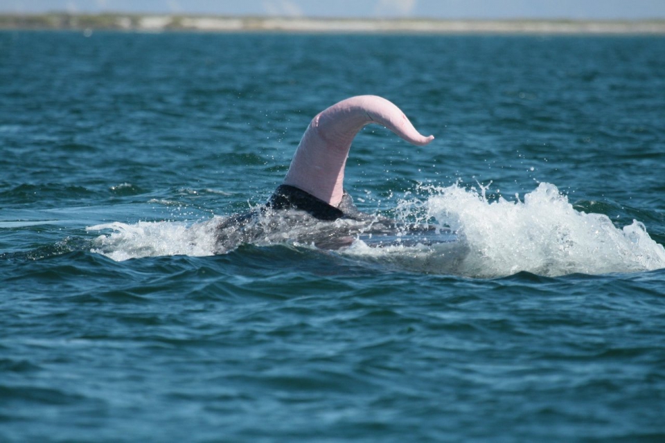 Blue whale penis full size