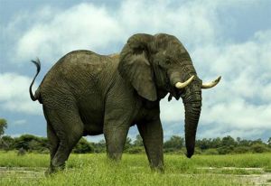 African elephant 960X661 jpeg