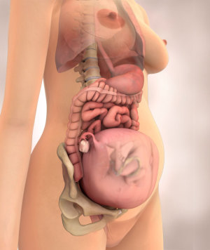 Baby at 25 weeks pregnant fetal development 640X760 jpeg