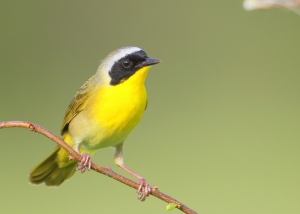Common yellowthroat 960X685 jpeg