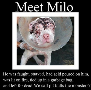 Sad animal abuse 500X498 jpeg