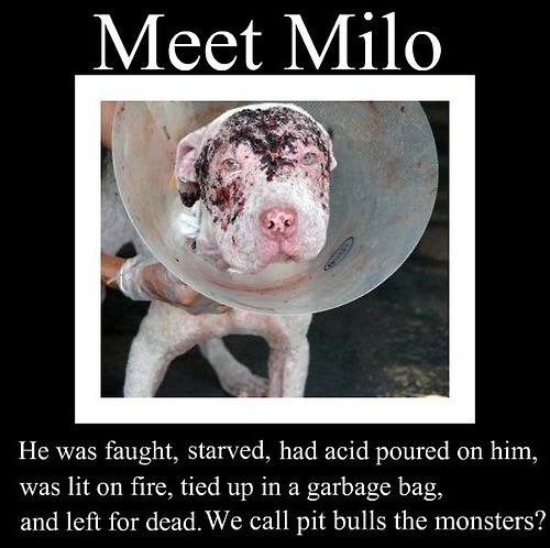 Sad animal abuse full size
