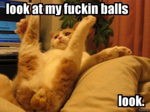 Look at my balls cat 640X480 jpeg