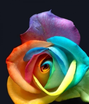 Rainbow roses 500X580 jpeg