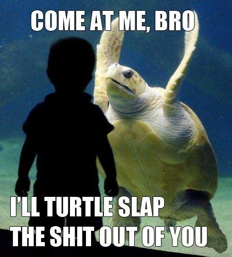 Come at me bro turtle slap full size