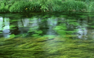 Free high resolution nature desktop images 960X600 jpeg
