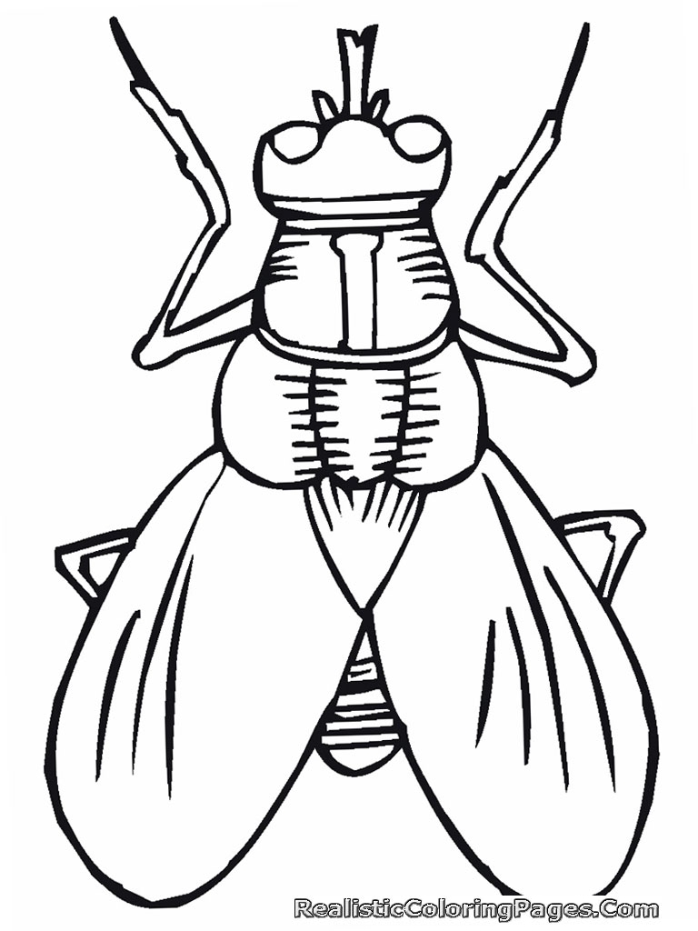Cartoon insect coloring pages full size