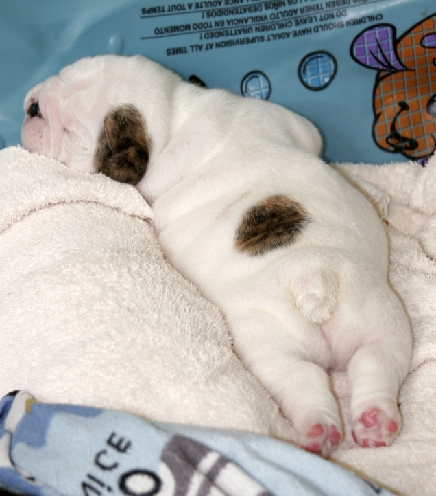 Cute puppy butts full size