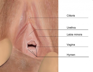 Virgin vagina hymen 832X640 jpeg