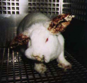 Cosmetic animal testing 654X627 jpeg
