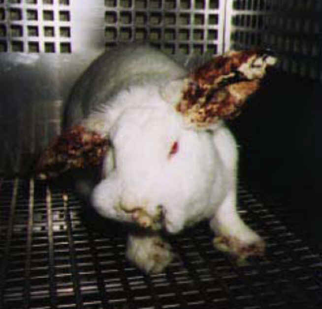 Cosmetic animal testing full size