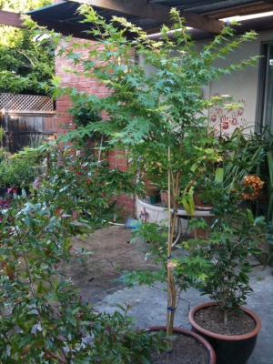 Acer palmatum coral bark maple 960X1280 jpeg