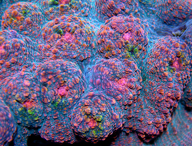 Rainbow chalice coral full size