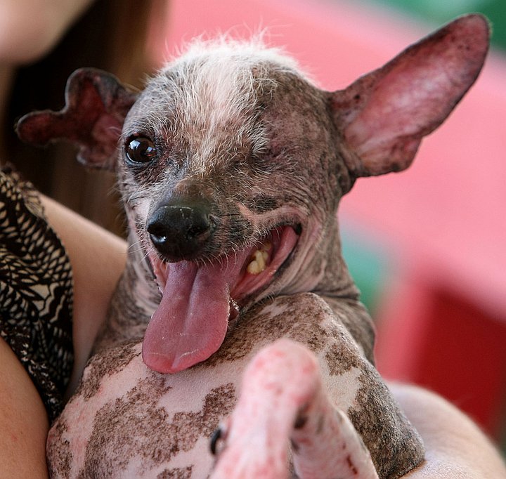 World s ugliest dog chihuahua full size