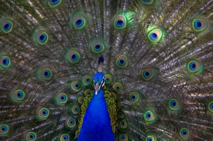Male peacock feathers 960X639 jpeg