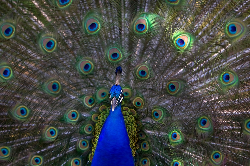 Male peacock feathers full size