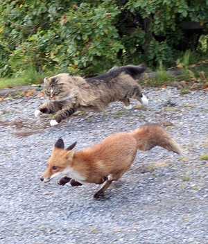 Norwegian forest cat and fox 510X600 jpeg