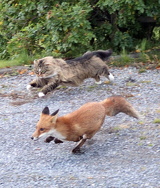 Norwegian forest cat and fox full size