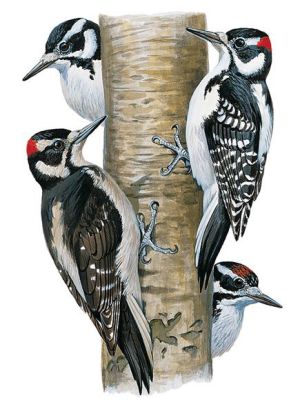 Hairy woodpecker illustration 435X580 jpeg