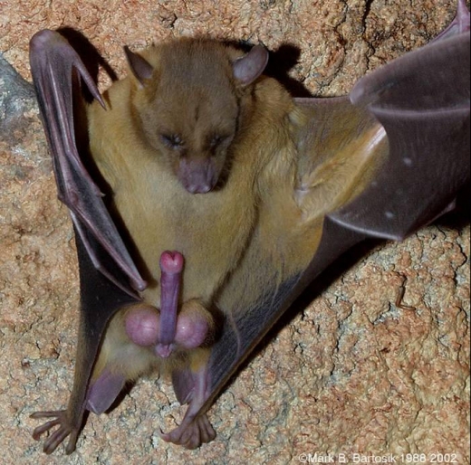 Animals with boners full size
