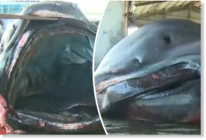 Rare mega mouth shark caught in japan 634X431 jpeg