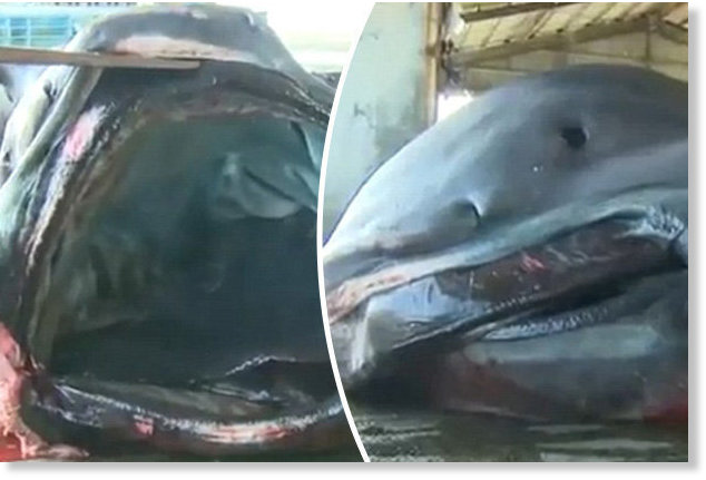 Rare mega mouth shark caught in japan full size