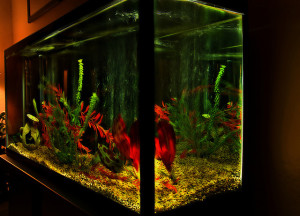 Beautiful home aquarium fish tank 640X461 jpeg