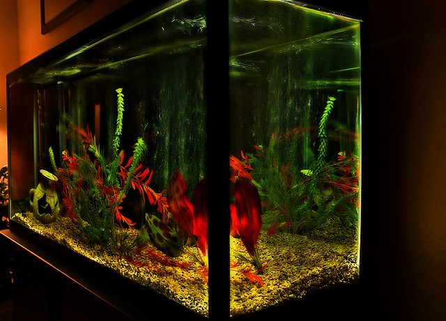 Beautiful home aquarium fish tank full size