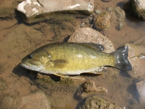 Species of smallmouth bass 800X600 jpeg