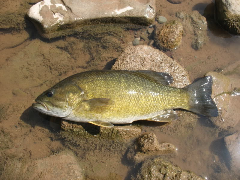 Species of smallmouth bass full size