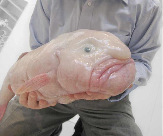 Blob fish ugliest animals full size