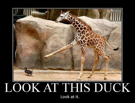 Look at this duck meme full size