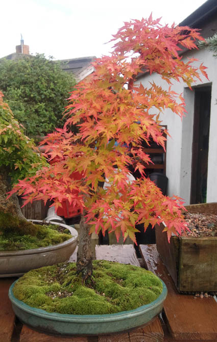 Coral bark japanese maple bonsai full size