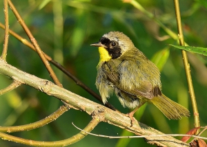 Common yellow throat warbler 640X457 jpeg