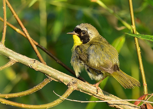 Common yellow throat warbler full size