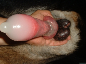 Beast condom dog penis cum 960X720 jpeg