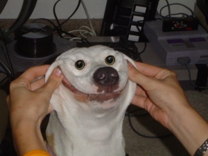 Funny dog smile 640X480 jpeg