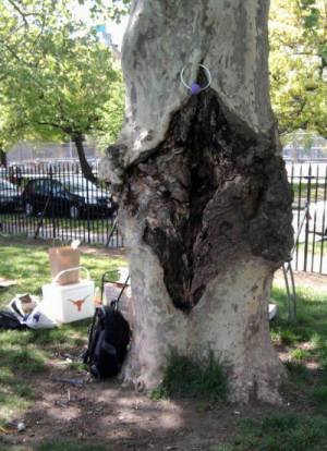 Tree looks like vagina 500X690 jpeg