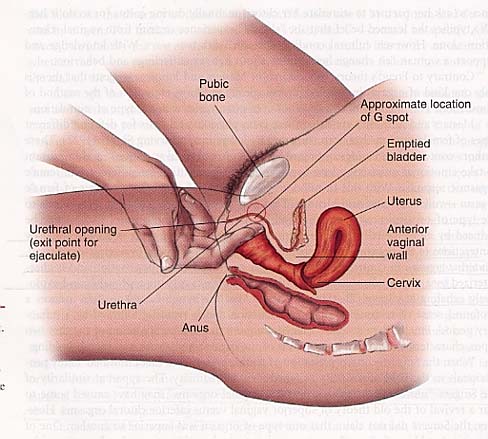 Female g spot diagram full size