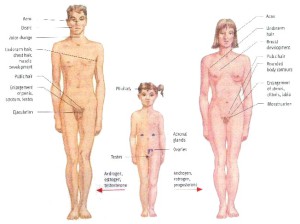 Girl puberty penis development 652X487 jpeg