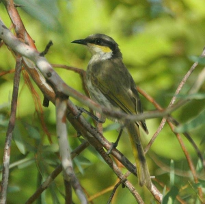Australian honeyeater birds 600X597 jpeg