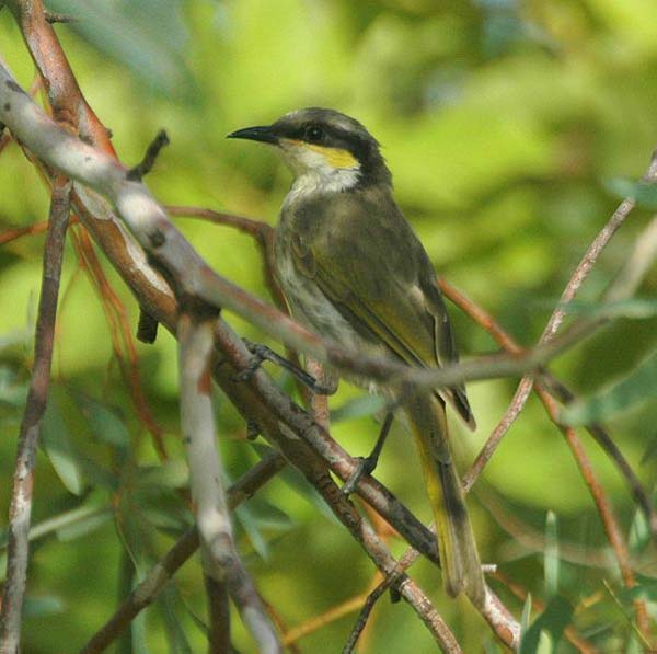 Australian honeyeater birds full size