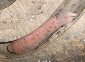 Fat worms in penis porn 960X701 jpeg