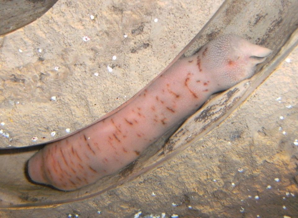 Fat worms in penis porn full size